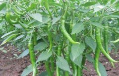 辣椒对生长环境的要求