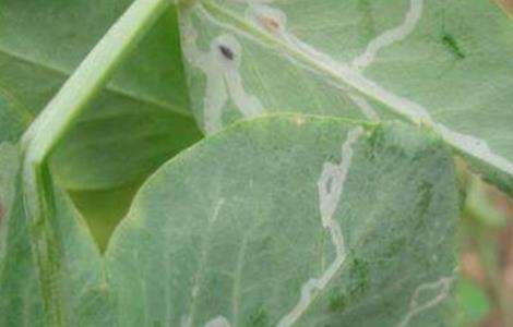 豌豆常见病虫害防治方法