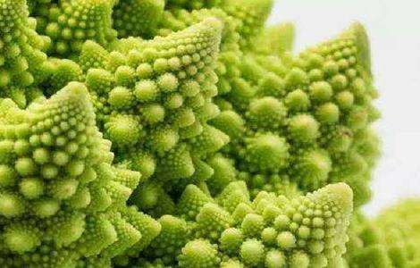 宝塔菜种植时间和方法