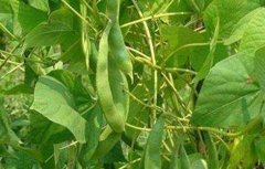 扁豆种植时间和方法