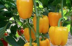 甜椒种植怎么增产