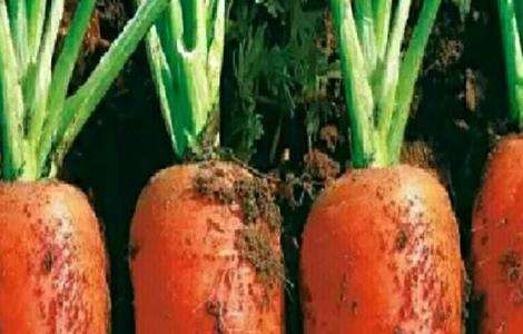 胡萝卜先期抽薹的原因及防治方法