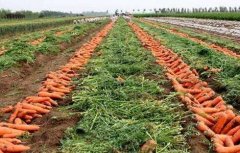 胡萝卜的种植技术