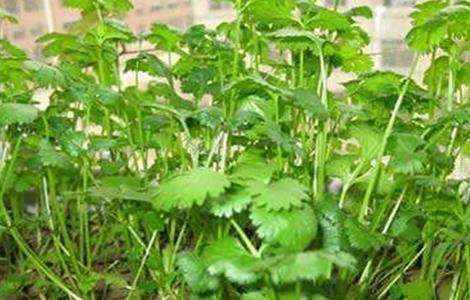 香菜 种植 技术