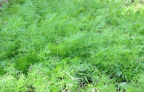 茴香播种育苗技术