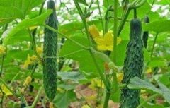 黄瓜生育周期及特点