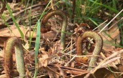 蕨菜的田间管理要点