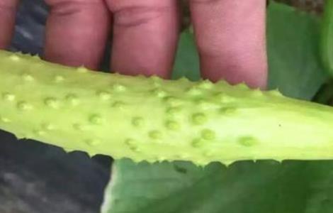 白黄瓜种植技术