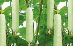 白黄瓜种植技术