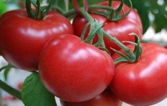 大棚番茄如何进行管理