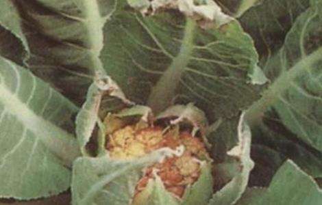 花椰菜缺硼症状及防治措施