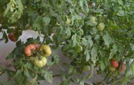 番茄的落花落果原因及预防措施