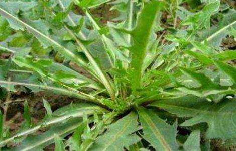 苦菊的病虫害防治方法