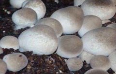草菇的繁殖方法