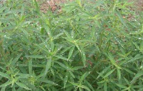 扫帚菜的种植方法