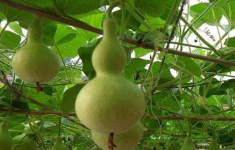 葫芦 种植 方法