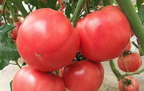 西红柿 生长环境 要求