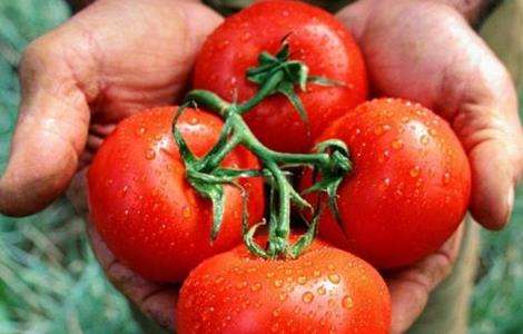 西红柿 生长环境 要求