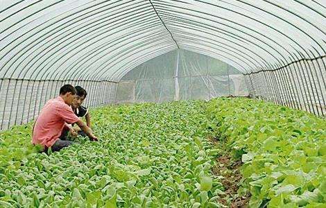 青菜 种植 方法