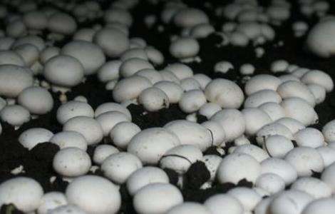 蘑菇 施肥 注意事项