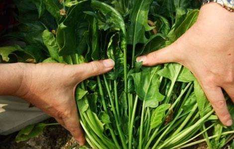 菠菜 方法 施肥