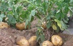 马铃薯种植的注意事项