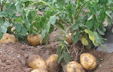 土豆 膨大期 怎么管理