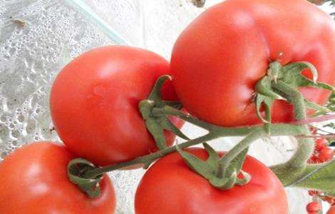 西红柿 不定根原因 防治方法