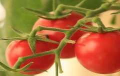西红柿不定根的原因及防治