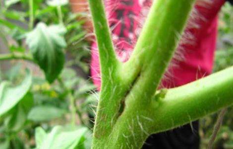 西红柿 芽枯病特征 防治方法