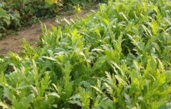 种植茼蒿的具体流程