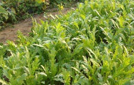 茼蒿 种植 具体流程