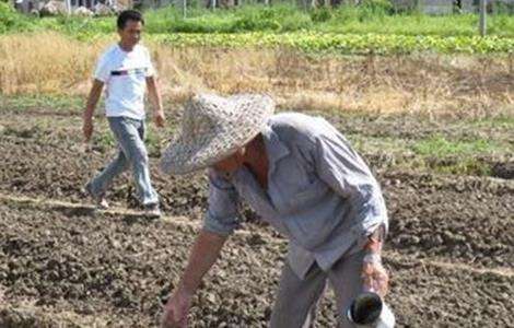 大白菜的种植时间和方法