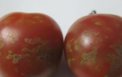 番茄花皮的原因及防治方法