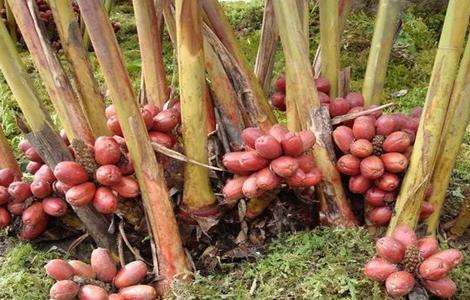 草果 方法 种植