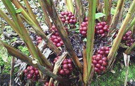 草果 方法 种植