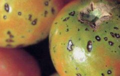 秋季西红柿的常见病害及防治