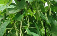 四季豆种植的注意事项