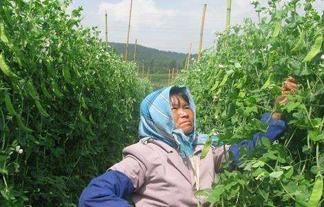 荷兰豆 注意事项 种植