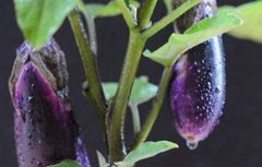 夏季茄子无公害栽培技术