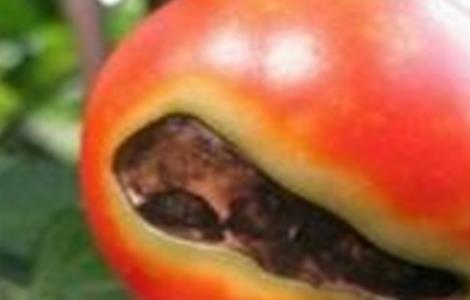 西红柿烂果 原因 防治方法