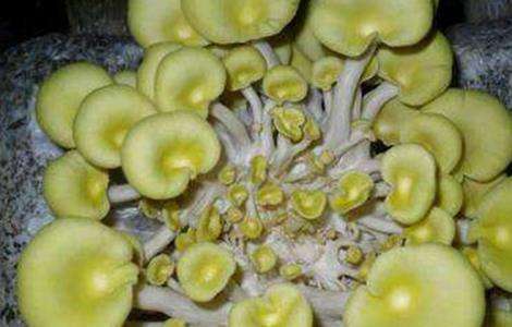 蘑菇黄菇多的原因及防治措施