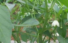 辣椒落花落果的原因及防治方法