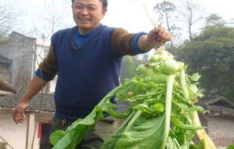 田间管理 榨菜 方法