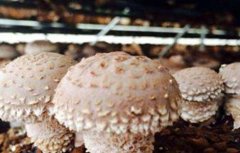 香菇产量低的原因