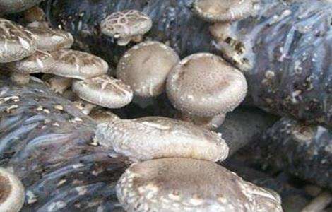 香菇产量低的原因