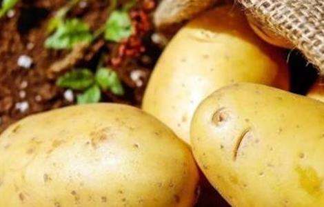 高产  ， 土豆，条件
