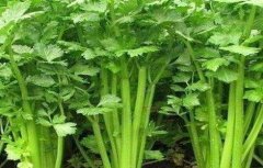 芹菜死苗怎么办