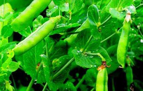 豌豆 方法 种植