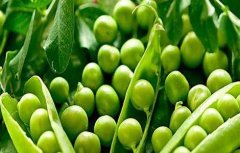 怎样种植豌豆